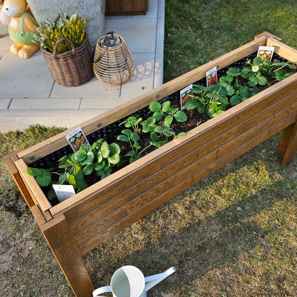 verhoogd_bed_met_aardbeien